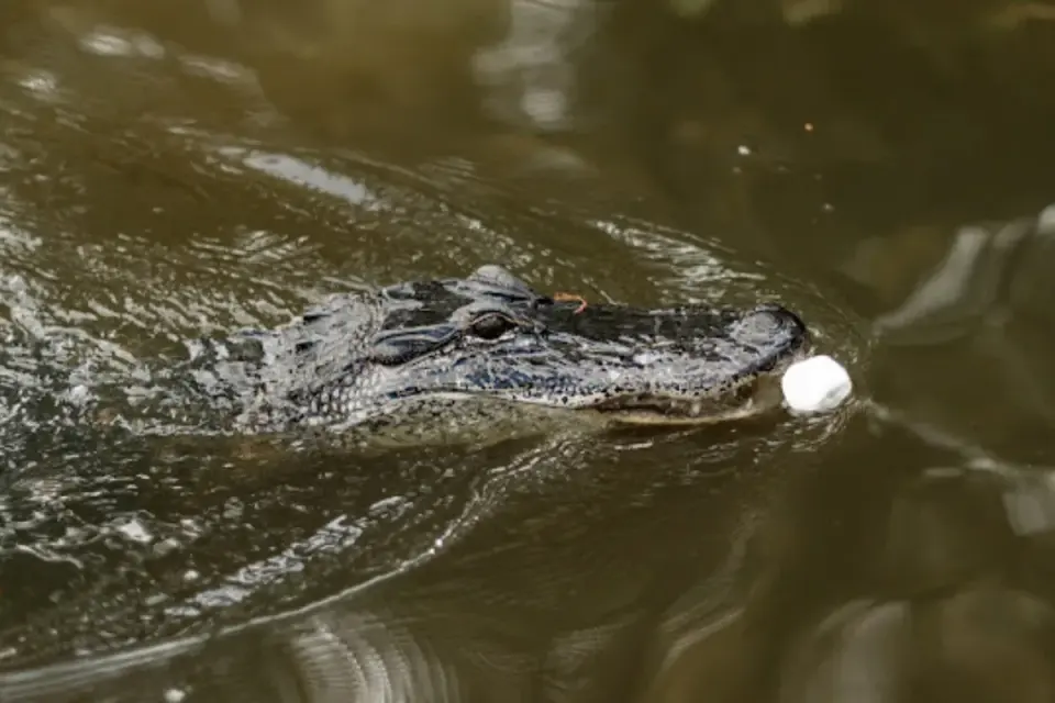 Close-up of an alligator's head surfacing through murky green bayou water