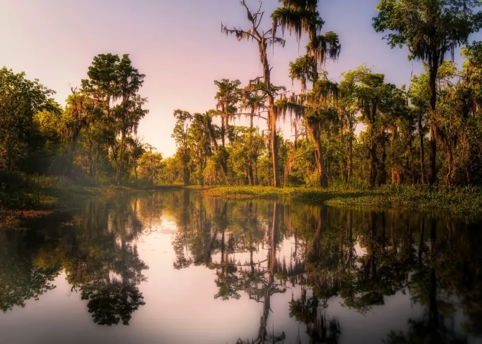 Moss-draped cypress trees reflected in calm bayou water at golden sunset
