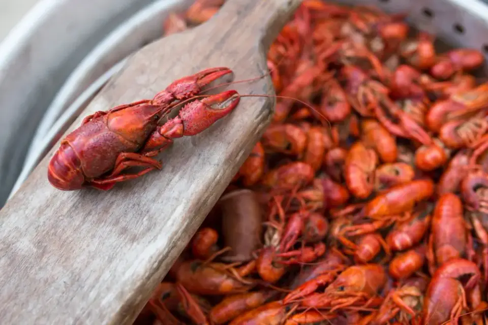 Freshly boiled crawfish piled in a steaming pot with a wooden paddle