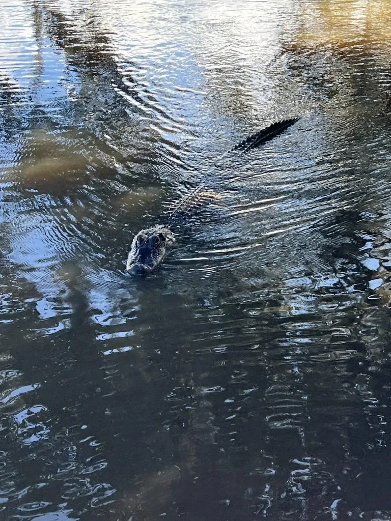 Alligator swimming across rippled bayou water with only its head and back showing