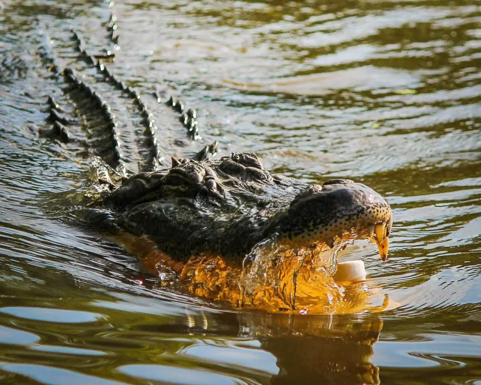 Alligator gliding through sunlit water with jaws open and ridged back exposed