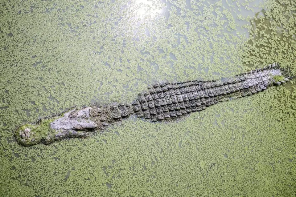 Alligator lying motionless in still green duckweed-covered water seen from above