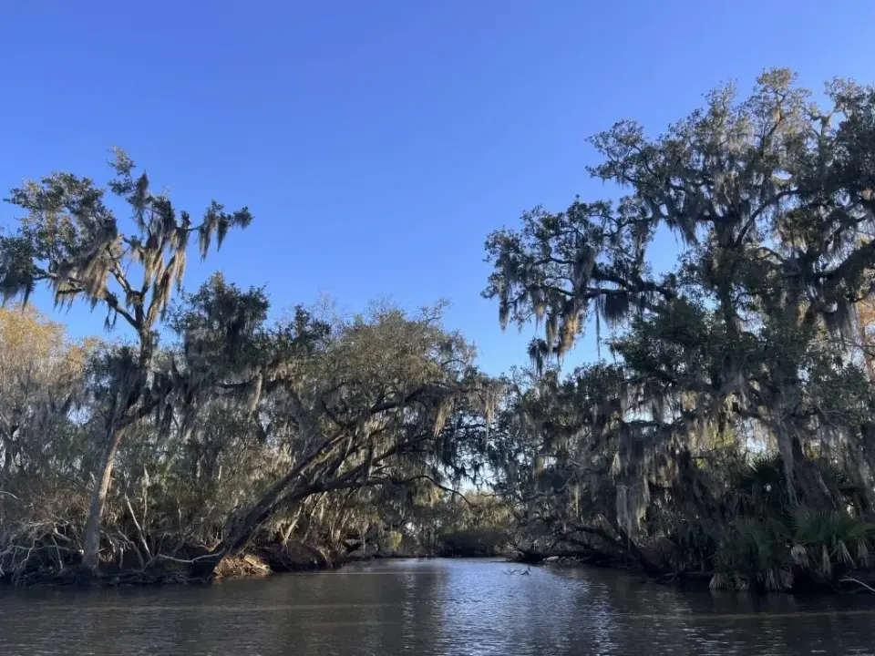 Calm bayou channel winding between moss-draped cypress trees under a clear blue sky