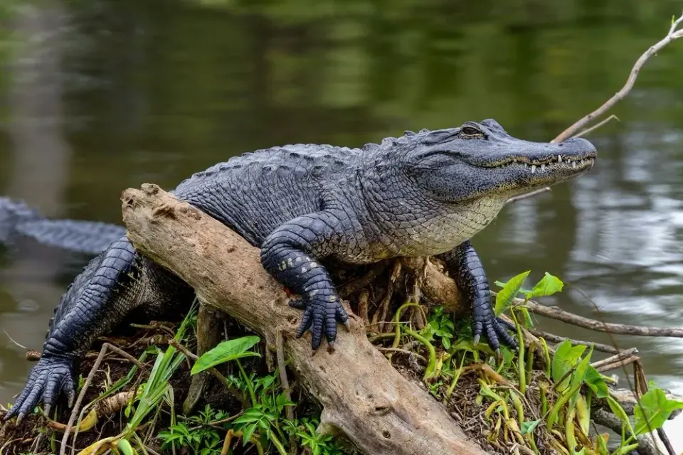 American alligator basking on a fallen log at the edge of a green Louisiana swamp
