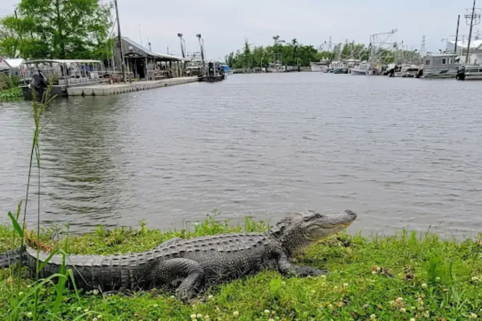 Alligator basking on a grassy bank beside a Louisiana bayou lined with fishing boats