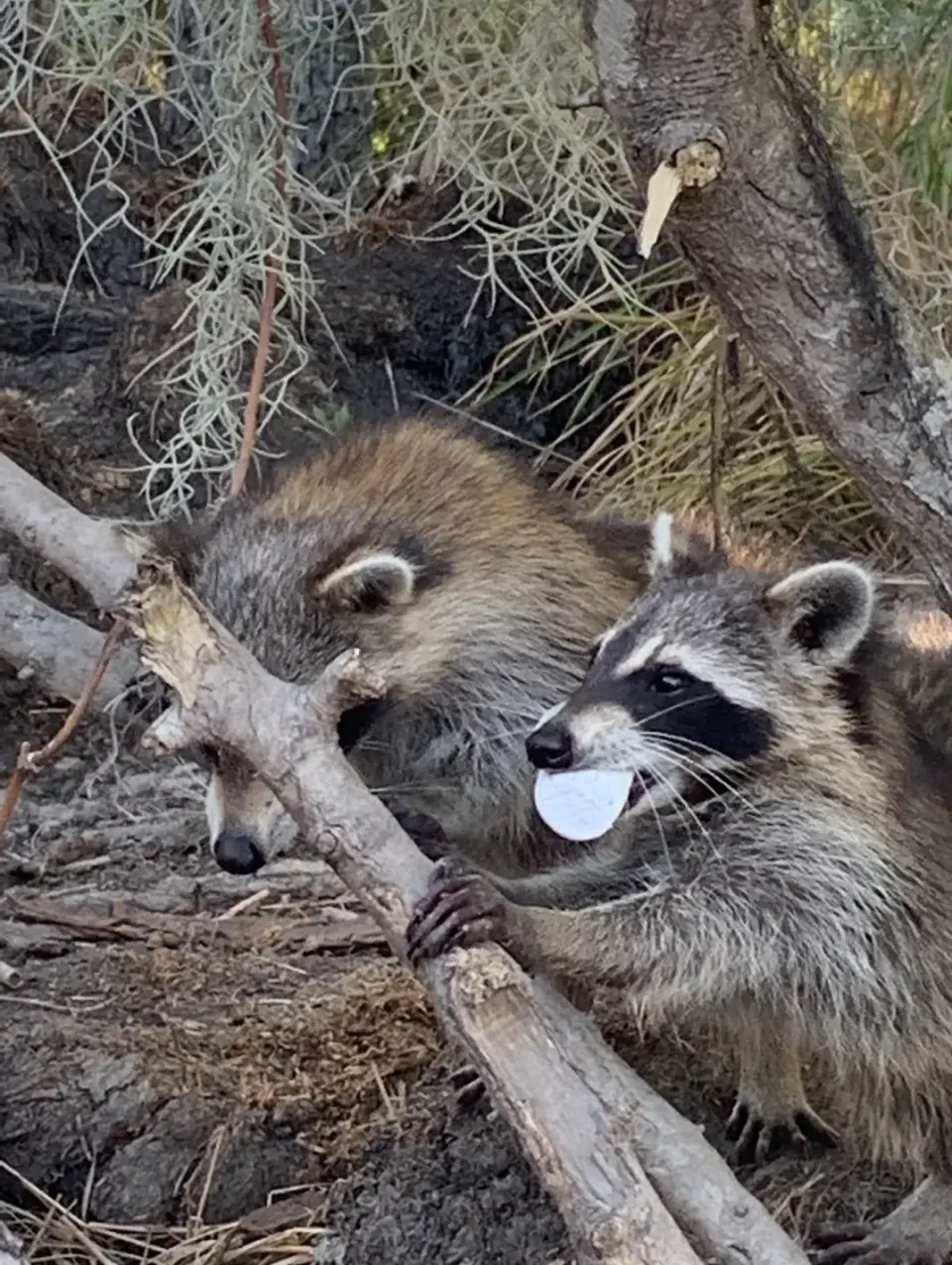 Two raccoons climbing a fallen branch beneath Spanish moss at the swamp's edge
