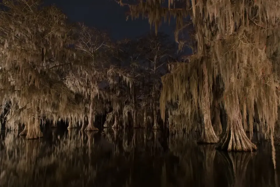 Moss-draped cypress trees reflected in dark swamp water lit at night