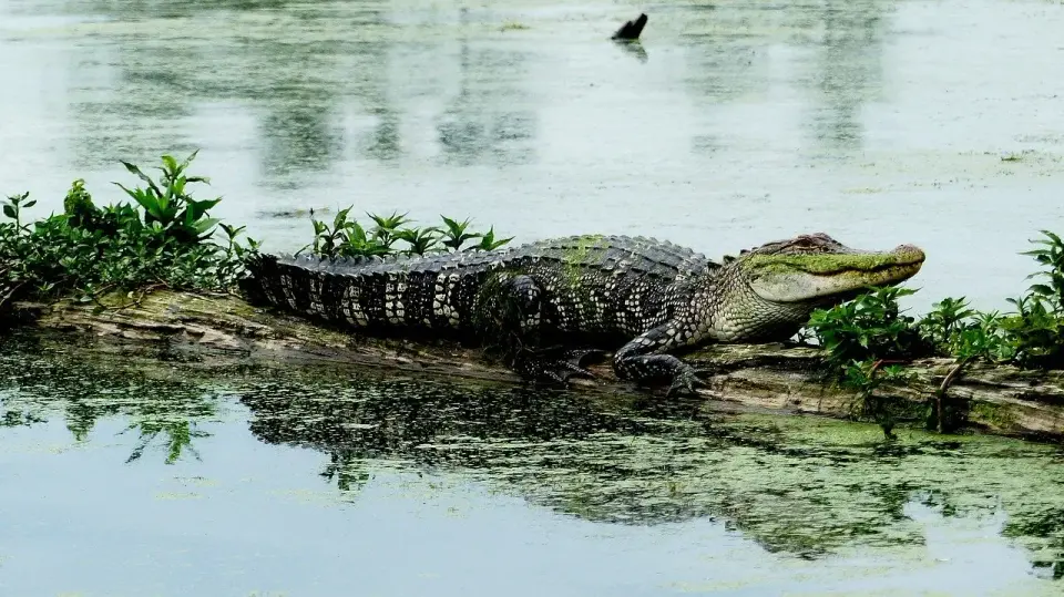 Alligator resting on a partly submerged log in a duckweed-covered swamp