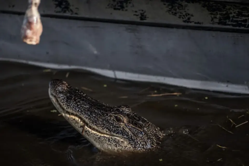 Alligator surfacing in dark swamp water reaching for a piece of dangling bait