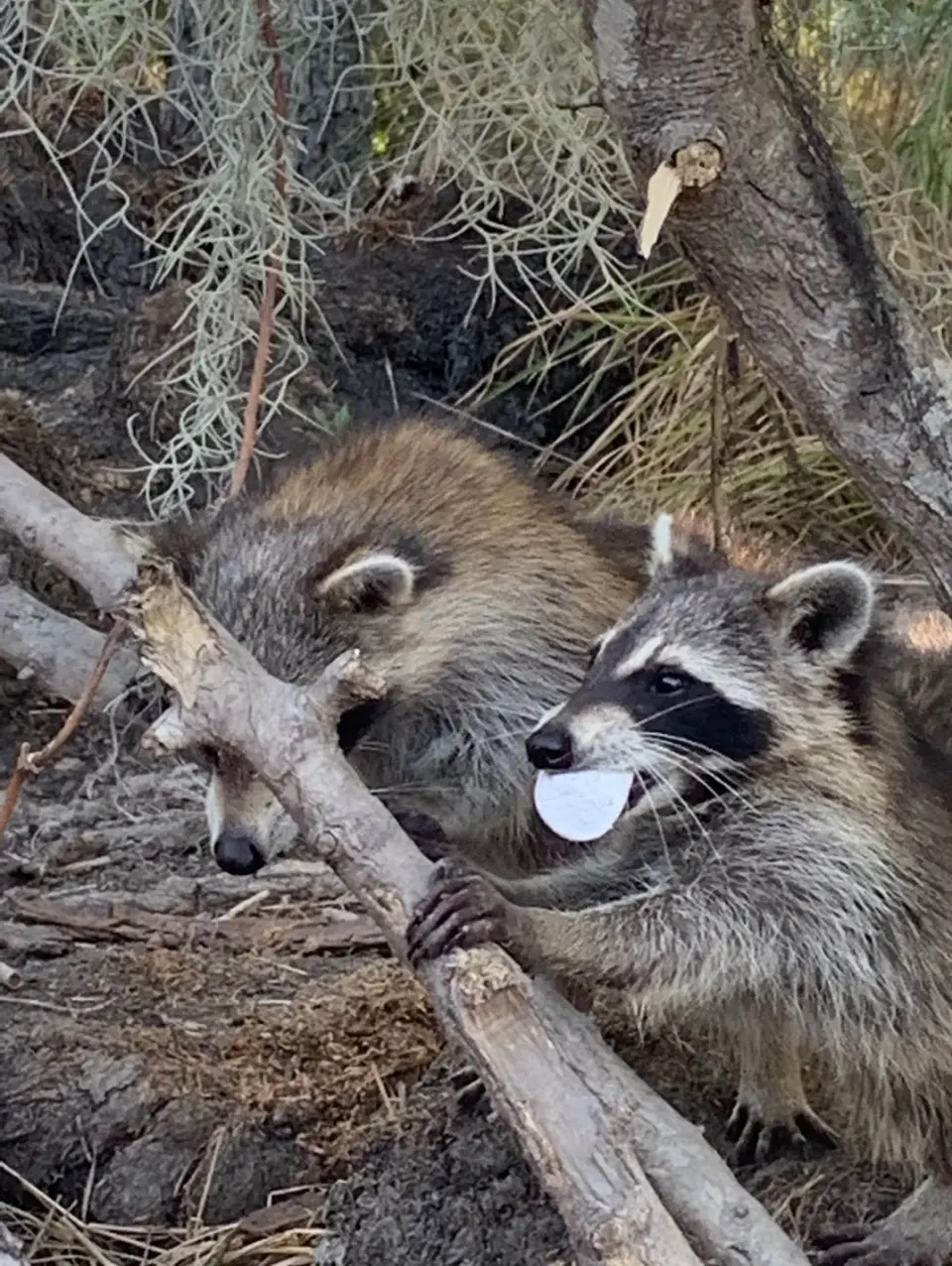 Two raccoons perched on a fallen branch amid Spanish moss in the swamp