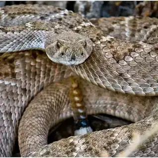 Coiled rattlesnake with patterned tan scales raising its head from the ground