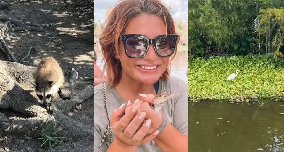 Collage of a foraging raccoon, a guest holding a baby alligator, and an egret on the bayou