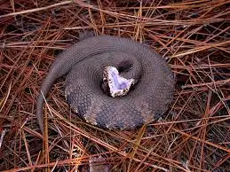Coiled cottonmouth snake gaping to show its white mouth among pine needles