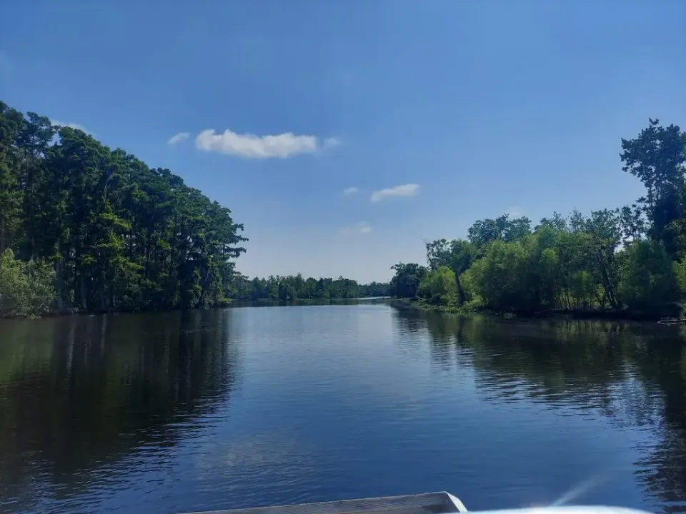 Calm open bayou water framed by lush green cypress trees under a clear blue sky