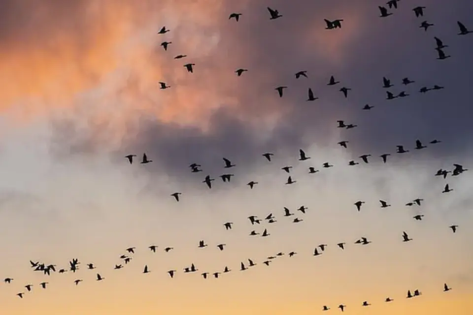 Large flock of migrating birds silhouetted against a pink and orange sunset sky