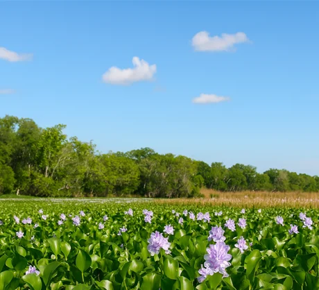 An expanse of purple water hyacinth flowers blankets a quiet swamp pond under an open sky, showcasing the untouched natural beauty that New Orleans swamp tour guests can witness.