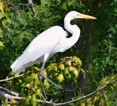 A great egret with snowy white feathers stands poised among lush green wetlands, highlighting the diverse birdlife thriving in Louisiana swamps on a New Orleans tour.
