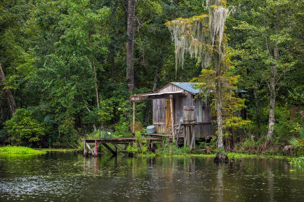 Best New Orleans Swamp Tours
