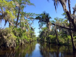 bayou-swamp-tours-min
