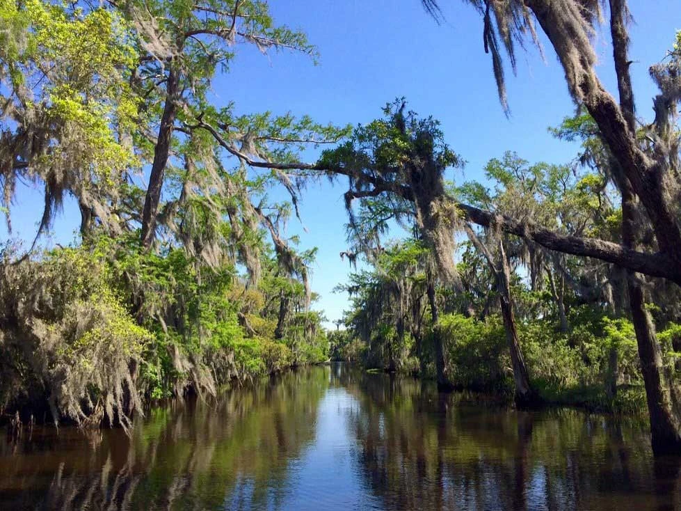 bayou swamp tours price