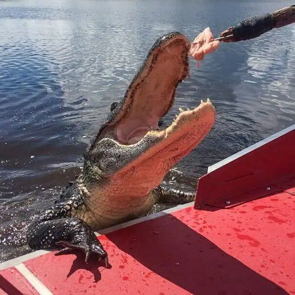 alligator swamp picture