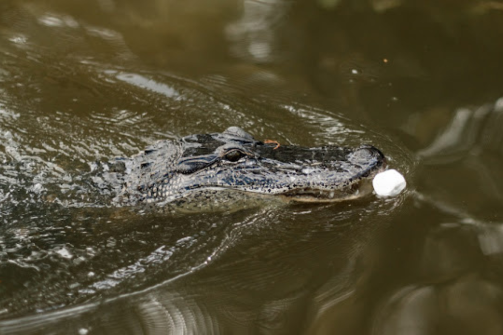 5 Fascinating Facts About Baby Alligators