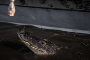 New Orleans Aligator in Swamp