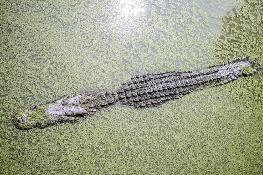 aligator during winter