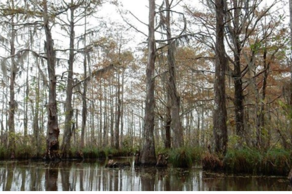 swamp during winter