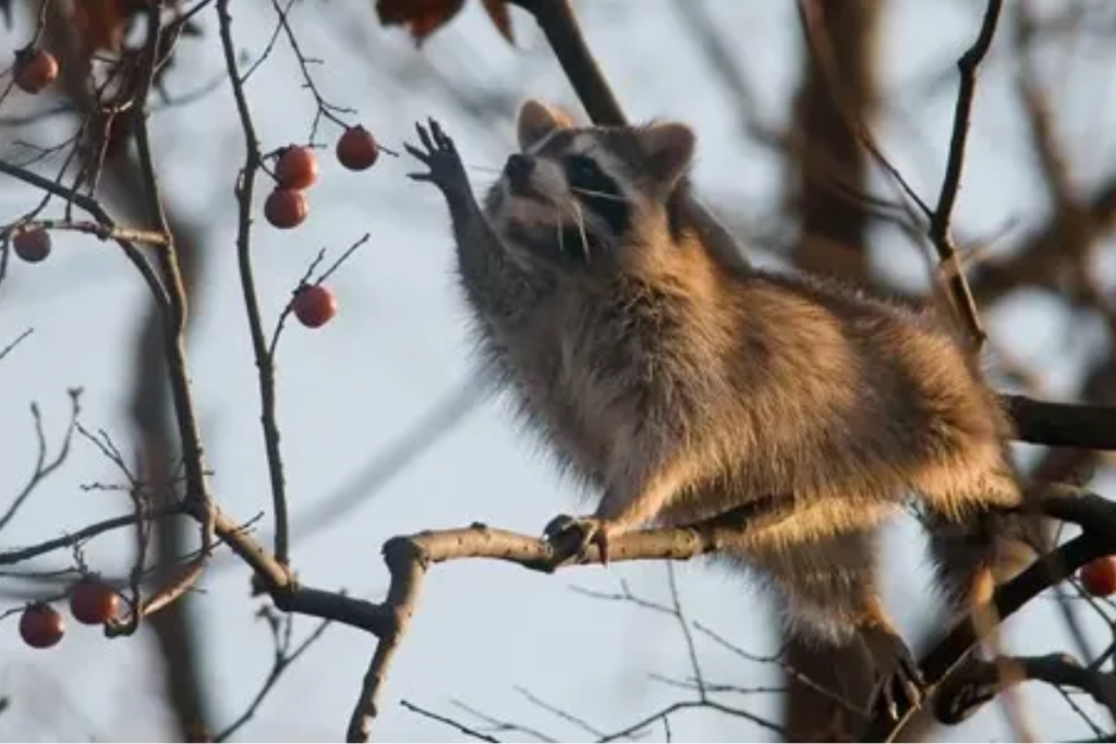 The Mystery of Racoon’s Food-Washing Behavior