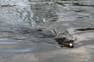 November Events in New Orleans 2025