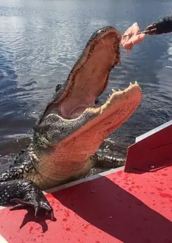 alligator swamp picture