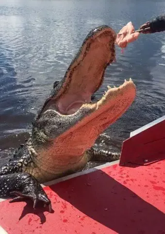 bayou-swamp-tours-8-min